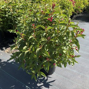 Weigelie Bristol Ruby