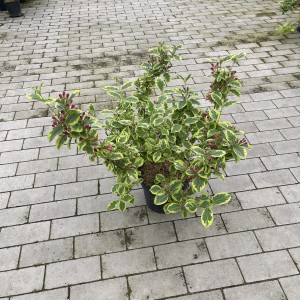 Weigelie „Nana Variegata“