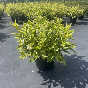 Weigelie „Nana Variegata“