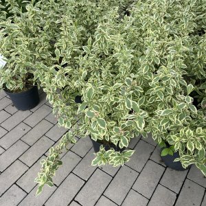 Weigelie Nana Variegata