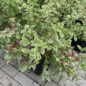 Weigelie Nana Variegata