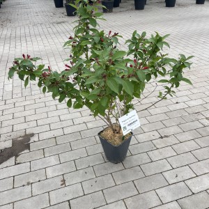 Weigelie „Red Prince“