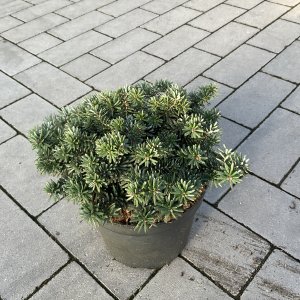 Koreanische Tanne Brilliant