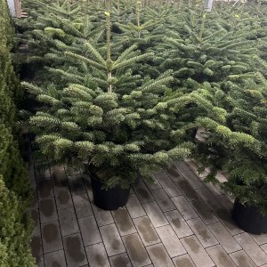 Nordmann-Tanne im Topf gewachsen