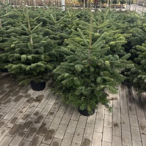 Nordmann-Tanne im Topf gewachsen