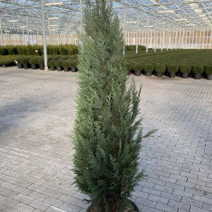 Blaue Scheinzypresse