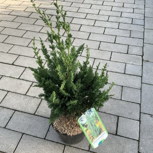 Lawsons Scheinzypresse Wisselii