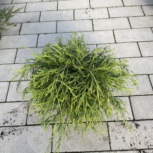 Fadenzypresse Sungold