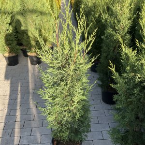 Leyland-Zypresse 2001