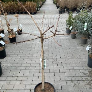 Fächerblattstämmchen Gingko