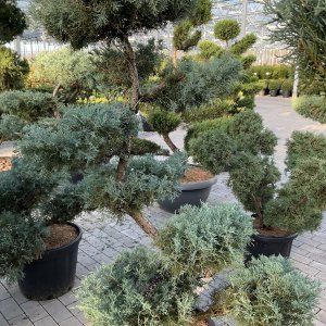 Chinesischer Wacholder Hetzii