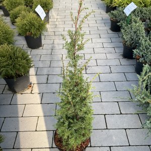 Irischer Säulenwacholder