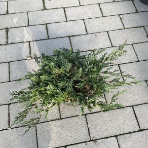 Kriech-Wacholder Glauca