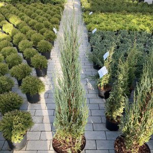 Säulen-Wacholder Blue Arrow