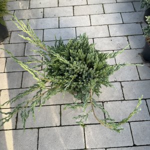 Blauer Teppich-Wacholder