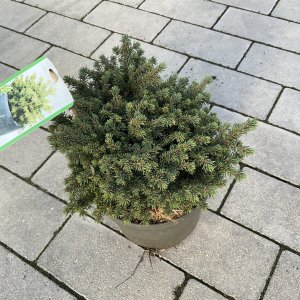 Zwerg-Fichte Little Gem