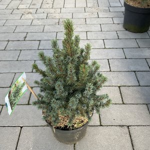 Sanders Blaue Colorado-Tanne