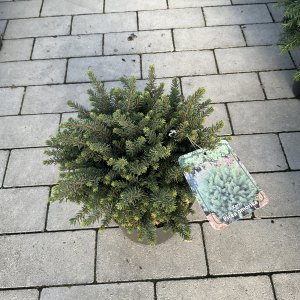 Serbische Fichte Karel