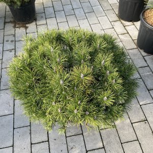 Zwerg-Kiefer, Bergkiefer