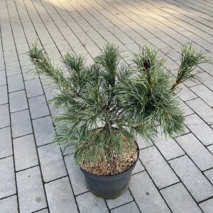 Japanische Weißkiefer Tempelhof