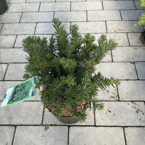 Breitblättrige Eibe Repandens