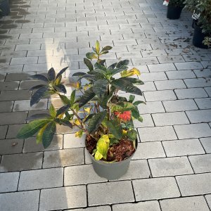 Rhododendron Feuerwerk