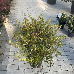 Japanische Zwergazalee