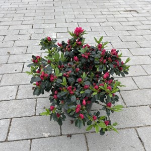 Japanische Azalee Canzonetta