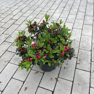 Azalea jap. Canzonetta