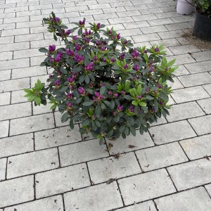 Azalea jap. Königstein