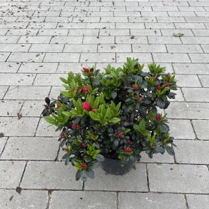 Japanische Azalee Little Red