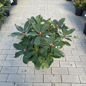 Rhododendron Anastasia