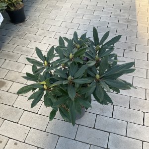 Rhododendron Blaue Jungs