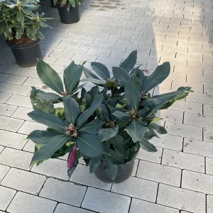 Rhododendron Caruso