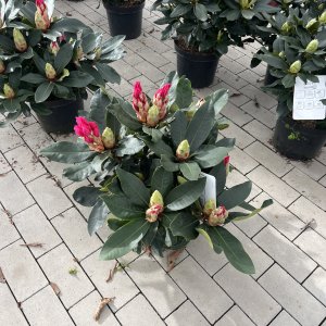 Rhododendron Caruso