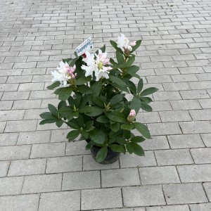 Rhododendron "Cunningham"