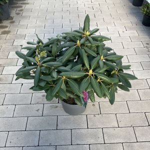 Rhododendron English Roseum