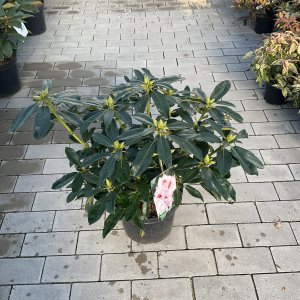 Rhododendron Graffito