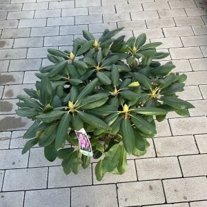 Rhododendron Roseum Elegans
