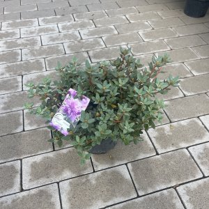 Rhododendron Ramapo