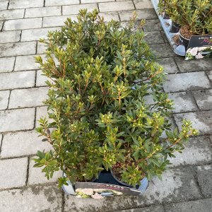 Rhododendron micr. Bloombux