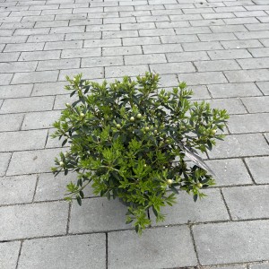 Rhododendron „Bloombux“