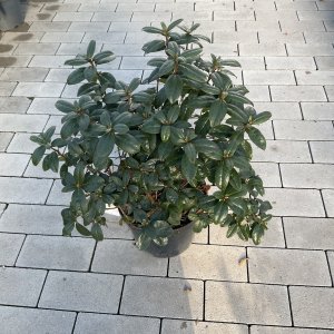 Frühblühender Rhododendron