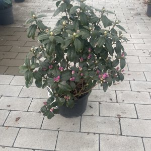 Frühblühender Rhododendron