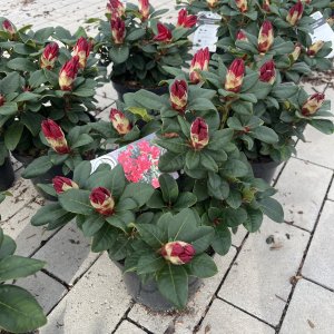 Rhododendron Scarlet Wonder