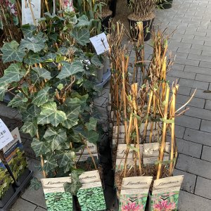 Kletterpflanzenmix Landhaus