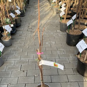 Himbeere Autumn Bliss