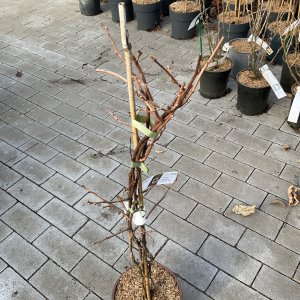 Bayernkiwi männlich