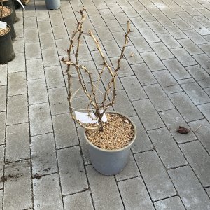 Stachelbeere Invicta grün