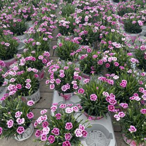 Bartnelke Pink Kisses